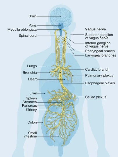 Vagus nerve